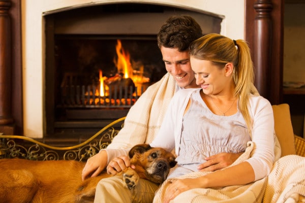 Keep Your IAQ Safe From Pet Shedding