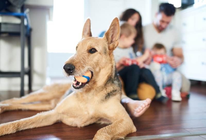 How Pets Impact IAQ in Dewey, DE